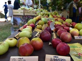 Torna 'Frutti Antichi', protagonisti specie dimenticate e artigianato Torna 'Frutti Antichi', protagonisti specie dimenticate e artigianato